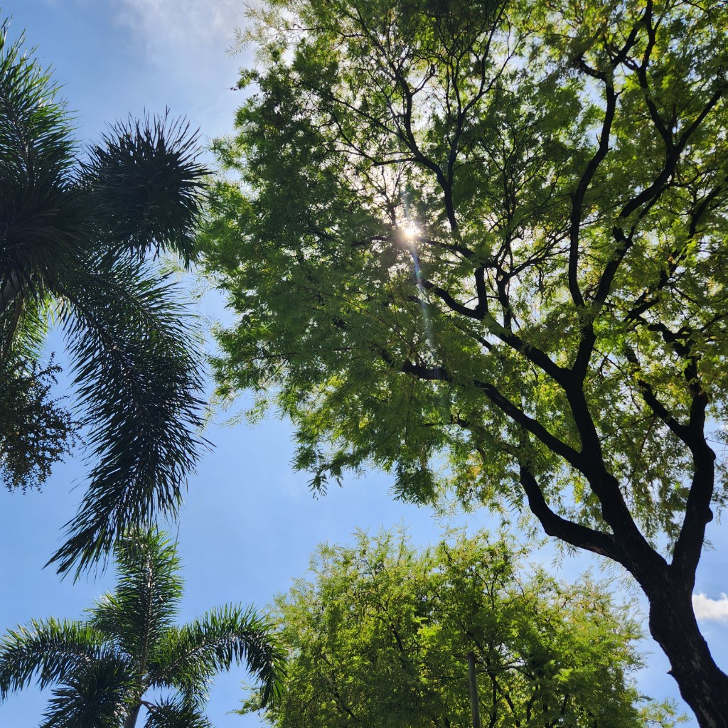 樹蔭與藍天
